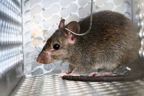Mouse Rat Removal Shreveport Bossier